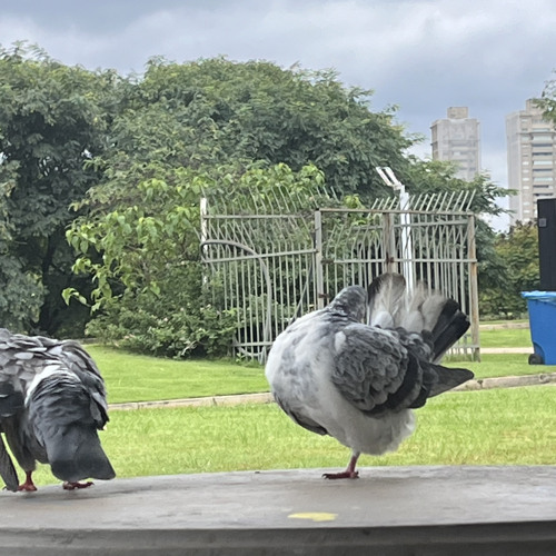 MU540 E BAILE LOKO SET COMPLETO