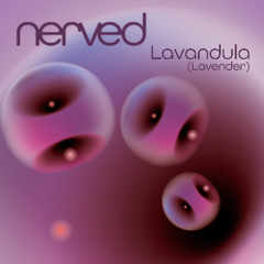 Lavandula (lavender)