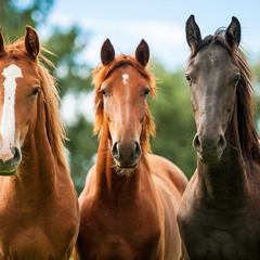 The horses go