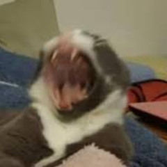 my ears hurt