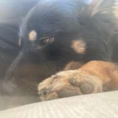 Man’s best friend