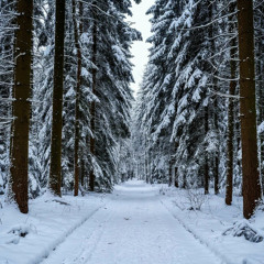 Winter Forest Dream