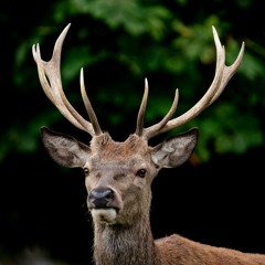 Red Deer Rut In Bucovina