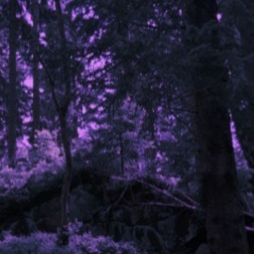 i came back from a trip inside a forest