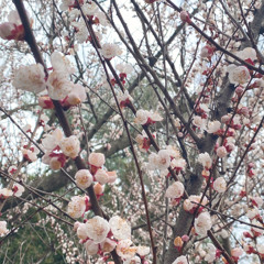 Guided Meditation - Wood Element : Grow and Stretch