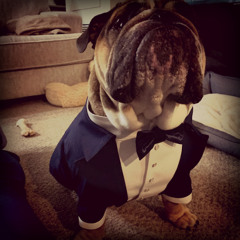 Pitbull