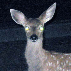 DEER IN THE HEADLIGHTS