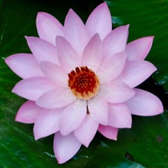 Metta Bhavana (geleitete Meditation zur Entwicklung von liebender Güte)