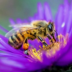 Never Heard Bee Sounds Before