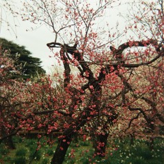 spring mix ‧₊˚❀༉‧₊˚.