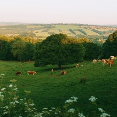 Forgiving Others | Saber Perdoar