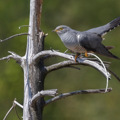 Forest Cuckoo - MixPre-7702
