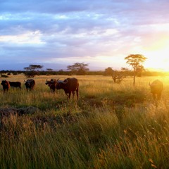 Magnificient Kenya Wildlife