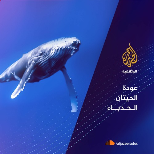 عودة الحيتان الحدباء