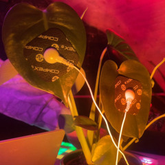 Ru aka Ruairidh - Plants Can Dance