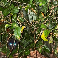 THE WORLD IS YOURS @SETEVITOR.mp3