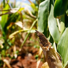 TOCANDO EM FRENTE - Como Os Agricultores Estão Enfrentando Uma Das Piores Secas No RS