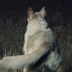 Forest Spirituals At Night