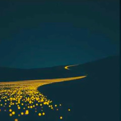 Have You Ever Seen the Starse (2)