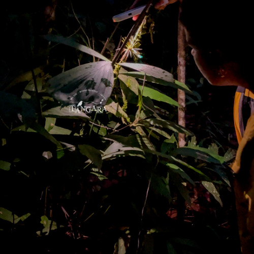 300525 / Play Flora / María Gracia y Nicole / Tierra de Bosques