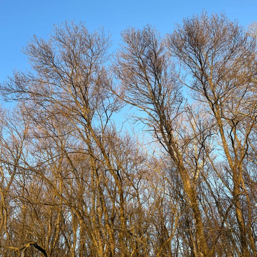 black woodpecker