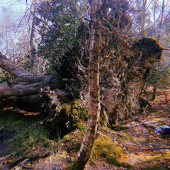 five_hundred_acre_wood