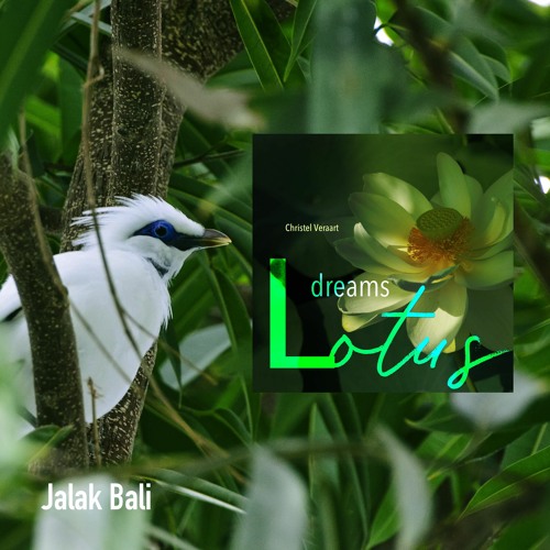 Jalak Bali