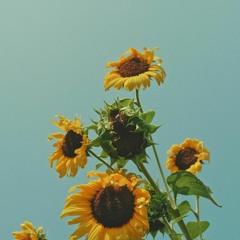 sunflowers