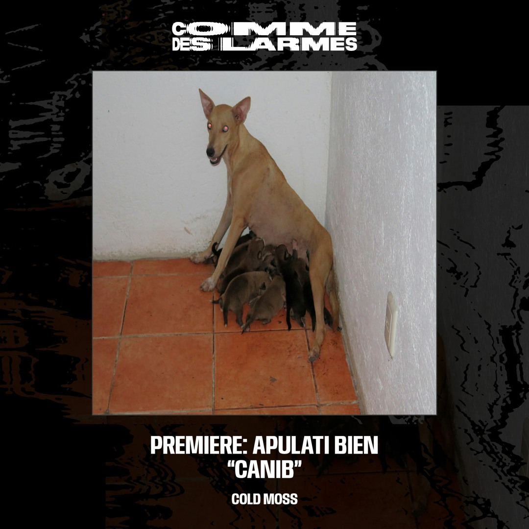 Stream PREMIERE CDL || Apulati Bien - Canib [Cold Moss] (2023) by COMME ...