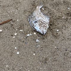 優花-andymori (cover)