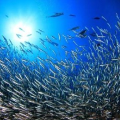 barracuda (demo)