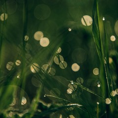 Field Journal Companion Summer 2025