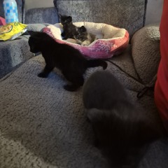 ¡ESCAPE KITTY!