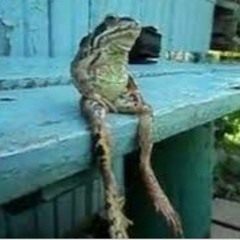 ✨ frog melody ✨