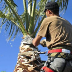 Chips Tree & Landscape: Expert Tree Service in Phoenix, AZ