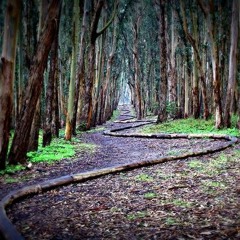 Enchanted Forest Mixes