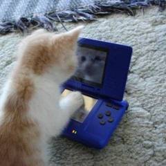 kitten/fur sped up