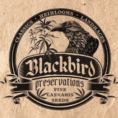 Blackbird Preservations JToucan - NW47 06/23/24