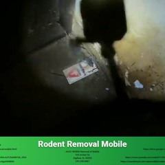 Rodent Removal Mobile - AAAC Wildlife Removal of Mobile