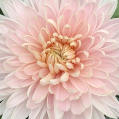lower_flower - is this love?