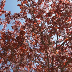 Through the Leaves of the Trees
