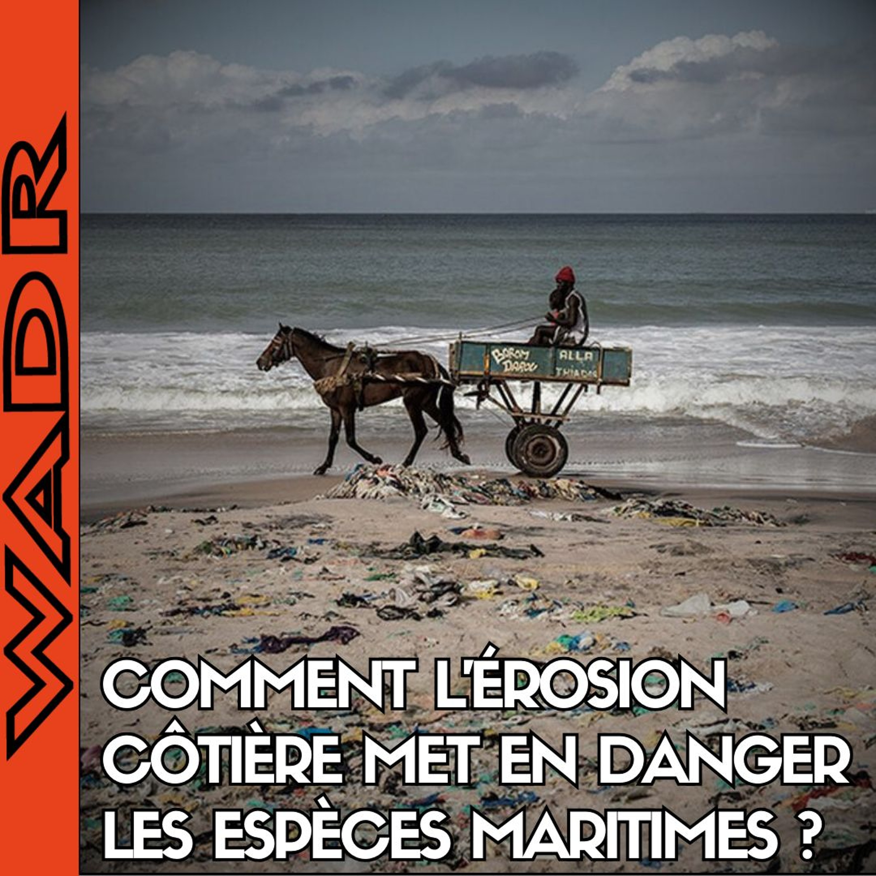 Comment l'Érosion Côtière Met en Danger les Espèces Maritimes - PLANÉTERRE episode artwork