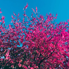 My Scret Garden Pt. 7 (Vinyl Only)