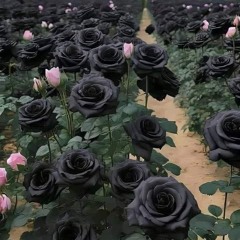 Black Rose
