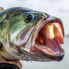 Bass attack