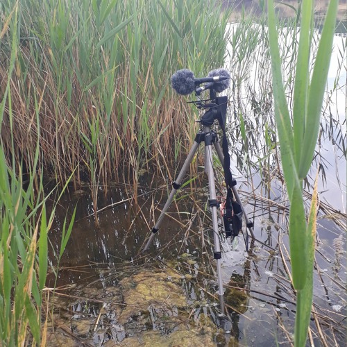 Blongios nain et rousseroles turdoïdes dans les roseaux du lac du Salagou