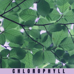 Chlorophyll