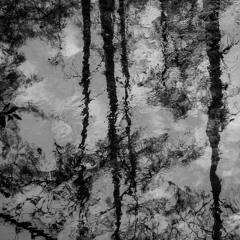 Flooded Forest Echos