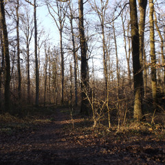 a February walk in sunshine