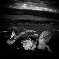 Herbst